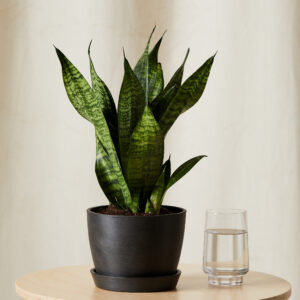 sansevieria zeylanica
